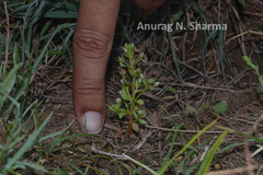 Anagallis pumila